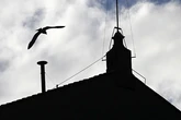Metáforas aviares