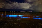 Unas algas bioluminiscentes iluminan las costas de Melbourne: "Eran galaxias brillantes girando"