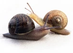 Un caracol zurdo busca pareja: una campaña intenta ayudarle a encontrarla en Nueva Zelanda