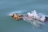 Algunos delfines australianos usan esponjas de mar para atrapar peces: "Es como cazar con los ojos vendados"