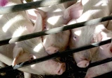 China anuncia aranceles de hasta un 62% a la carne de cerdo de la UE en represalia por las tasas comunitarias a los coches eléctricos