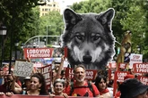 El lobo ibérico sigue en situación "desfavorable", según el censo publicado por el Gobierno: "No puede ser objeto de caza"