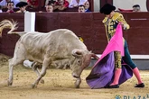 La pinta jabonera no salva la novillada de Aurelio Hernando en la noche de Las Ventas: sólo destaca David López