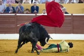 Morante de la Puebla sufre una fuerte cogida y corta un rabo en una noche mágica en Marbella