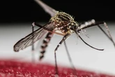 Preocupación en China ante el brote de fiebre chikunguña que deja ya más de 2.500 casos
