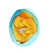 Aborto, derechos fundamentales y reforma constitucional