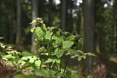 Una planta se hace pasar por una hormiga herida para atraer a las moscas