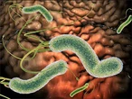 Esta bacteria provocará 11 millones de casos de cáncer gástrico en los próximos años