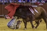Roca Rey corta la temporada "para recuperarse de sus lesiones"
