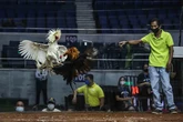 Buscan en las profundidades de un lago de Filipinas a 34 apostadores en peleas de gallos ejecutados por policías corruptos