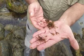 Rugulopteryx okamurae: el impronunciable nombre de una alga asiática que alerta a Portugal y amenaza a España