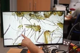 Tercer fallecido en Extremadura en septiembre por la fiebre del Nilo Occidental