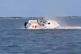 Una ballena muere tras embestir a un pequeño bote y lanzar a una persona por la borda en Nueva Jersey (Estados Unidos)