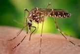 EEUU suspende la vacuna contra chikungunya Ixchiq por "serios efectos secundarios"
