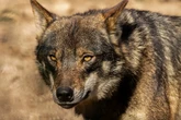 El lobo como arma política: "Hay mentiras y mucha propaganda"