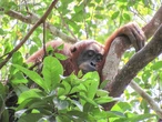 Los orangutanes también duermen siestas para compensar una mala noche de sueño
