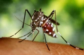 El mosquito tigre ha conquistado ya 1.763 municipios españoles y avanza cada vez más por zonas frías
