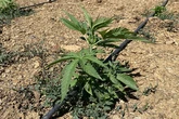 El consumo de cannabis entre adolescentes se reduce un 40% en las dos últimas décadas