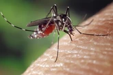 Detectan un caso de autóctono chikungunya en Hendaia que obliga a reforzar las medidas de vigilancia del mosquito tigre en el País Vasco