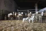 Detectan nuevos focos de lengua azul en Asturias, Castilla y León, País Vasco, La Rioja y Andalucía