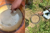 El alza del precio del oro dispara la contaminación de los cultivos alimentarios: "Las plantas están inhalando mercurio"