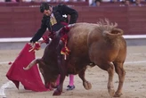 Morante de la Puebla y Frenoso, de Victoriano del Río, siguen acaparando premios de San Isidro: ahora suman Telemadrid