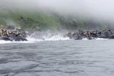 La reacción de unos leones marinos al sentir los primeros temblores del terremoto