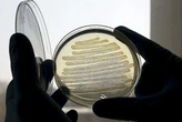 Primer caso de producción de paracetamol a partir de la bacteria 'Escherichia coli' utilizando una botella de plástico