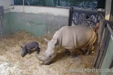Nace un rinoceronte en Bioparc Valencia tras casi 500 días de gestación