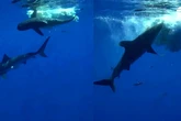 Insólito suceso entre dos especies distintas de tiburón que ha durado más de 8 horas