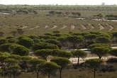 El milagro de Doñana tras el peor incendio de su historia: el ejemplo del parque natural que puede valer para Orense o Zamora