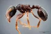 Pequeñas, marrones y de cabeza ancha: así son las dos nuevas especies de hormigas identificadas en España por un investigador de Córdoba
