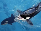Salvad a las orcas Wikie y Keijo: denuncia contra el Gobierno por bloquear durante 4 años su traslado desde Francia