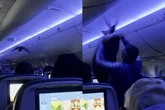 Una paloma atrapada en un avión provoca el caos entre los pasajeros