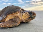 Encuentran una tortuga en Galápagos que se creía extinguida hace más de cien años