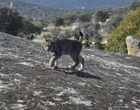Apertura de juicio oral y fianza de 155.000 euros por matar a un lince ibérico