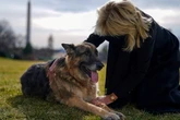 La Casa Blanca anuncia la muerte de Champ, uno de los perros de la familia Biden
