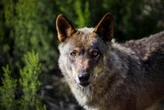El Gobierno fija el fin de la caza deportiva del lobo a partir del 25 de septiembre
