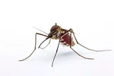 La Agencia Española de Medicamentos aconseja evitar el uso excesivo de pulseras repelentes de insectos