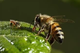'Leche' de almendras: un negocio que est matando a miles de millones de abejas