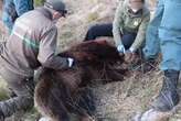 Confirmada la pena de dos años de cárcel al cazador que mató a una osa durante una cacería de jabalí en Palencia