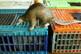 Murcilago, pangoln, aves... los animales que nos transmiten virus