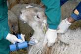 El virus de la lengua azul llega a una explotación en Extremadura pese al cierre de fronteras con Portugal