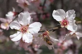 Cundo empieza la primavera 2021: da y hora del equinoccio