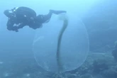 El misterioso rastro de las 'esferas vivas' avistadas en aguas de Mallorca