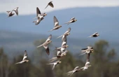 El censo ms detallado revela que hay 50.000 millones de aves en todo el mundo