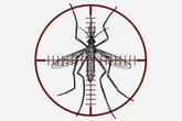 Todo lo que debe saber sobre el mosquito 'tigre'
