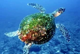 Panamá crea una gran reserva que eleva al 30% sus aguas marinas protegidas