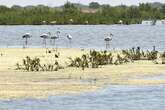 Los gansos abandonan Doñana: Ésta es la prueba definitiva de que el gran humedal de Europa se seca