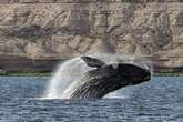 La extraordinaria longevidad de las ballenas barbadas no es una excepción sino la norma: pueden vivir 150 años